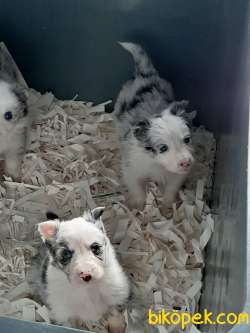BLUE MERLE BORDER COLLİE YAVRULARI 2