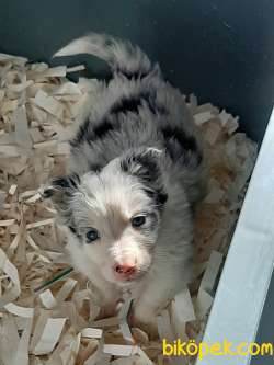 BLUE MERLE BORDER COLLİE YAVRULARI 3