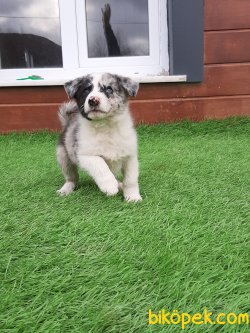 Blue Merle Border Collie Yavrusu 3