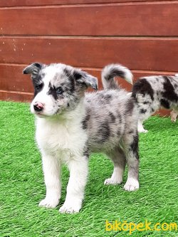 Blue Merle Border Collie Yavrusu 2