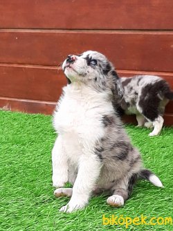 Blue Merle Border Collie Yavrusu 1
