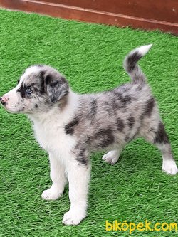 Blue Merle Border Collie Yavrusu 5