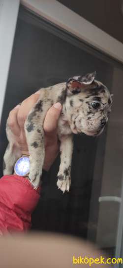 Blue Merle Dişi French Bulldog Yavrum 1