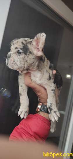 Blue Merle Dişi French Bulldog Yavrum 3