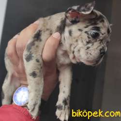 Blue Merle Dişi French Bulldog Yavrum 2
