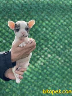 Blue Merle Fransız BULLDOG / DİŞİ 2