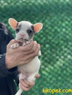 Blue Merle Fransız BULLDOG / DİŞİ 3
