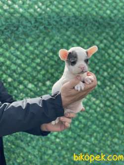 Blue Merle Fransız BULLDOG / DİŞİ 4