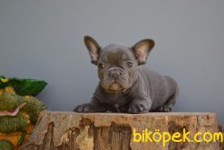 Blue Merle French Bulldog 1