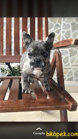 Blue Merle French Bulldog 2