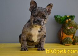 Blue Merle French Bulldog 3