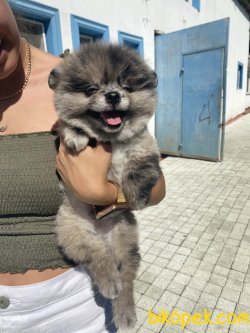 Blue Merle Nadir 2 Göz Mavi Pomeranian Boo 3