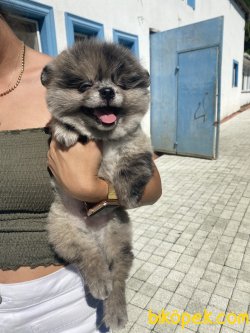 Blue Merle Nadir 2 Göz Mavi Pomeranian Boo 2