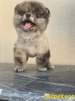 Blue Merle Nadir Renk 2 Göz Mavi Teddy Bear Boo 2