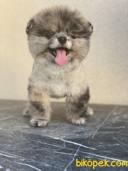 Blue Merle Nadir Renk 2 Göz Mavi Teddy Bear Boo 1