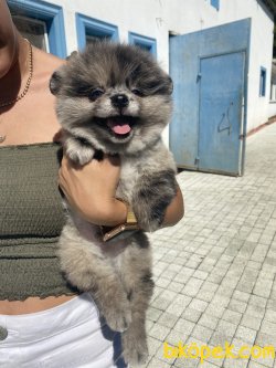 Blue Merle Nadir Renk 2 Göz Mavi Teddy Bear Boo 3