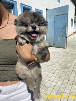 Blue Merle Nadir Renk 2 Göz Mavi Teddy Bear Boo 5