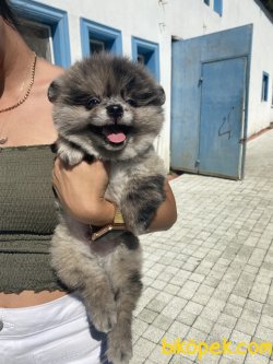 Blue Merle Nadir Renk 2 Göz Mavi Teddy Bear Boo 4