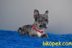 Blue Merle Nadir Renklerde Olan French Bulldog 1