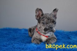 Blue Merle Nadir Renklerde Olan French Bulldog 2