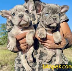 Blue Merle Tan Ve Blue Tan 1