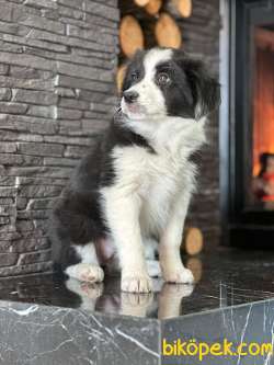 Safkan Border Collie Yavruları