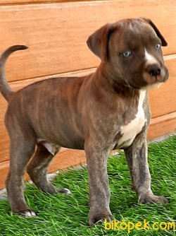 Blue Satılık Cane Corsa Yavruları 2