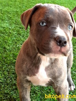 Blue Satılık Cane Corsa Yavruları 4