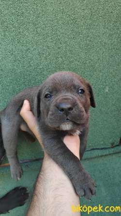 BLUE- SİYAH CANE CORSA YAVRULAR 4