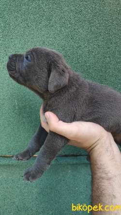 BLUE- SİYAH CANE CORSA YAVRULAR 3