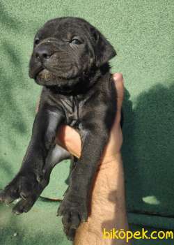 BLUE- SİYAH CANE CORSA YAVRULAR 1