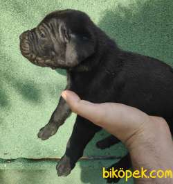 BLUE- SİYAH CANE CORSA YAVRULAR 2