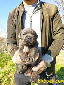 BLUE- SİYAH CANE CORSA YAVRULAR 2