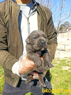 BLUE- SİYAH CANE CORSA YAVRULAR 3