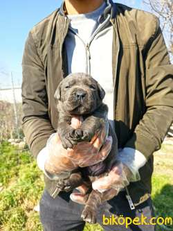 BLUE- SİYAH CANE CORSA YAVRULAR 4