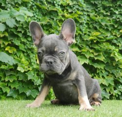 Blue Tan French Bulldog SATILIK YAVRU KÖPEK 2
