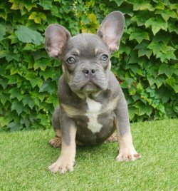 Blue Tan French Bulldog SATILIK YAVRU KÖPEK 5