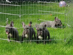 Blue Tan French Bulldog SATILIK YAVRU KÖPEK 3