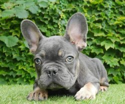 Blue Tan French Bulldog SATILIK YAVRU KÖPEK 4
