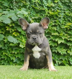 Blue Tan French Bulldog SATILIK YAVRU KÖPEK 1