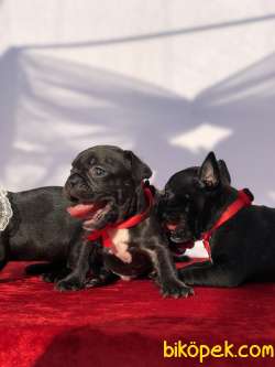 Blue Taşıyıcı Safkan French Bulldoglar 1