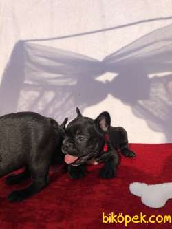 Blue Taşıyıcı Safkan French Bulldoglar 3