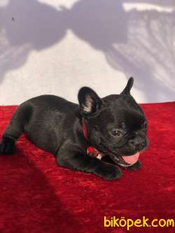 Blue Taşıyıcı Safkan French Bulldoglar 2