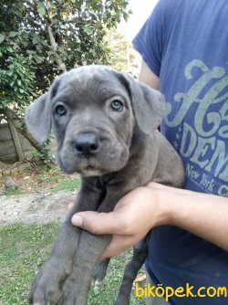 Blue Ve Black Dev Italiano Cane Corso Puppy 1