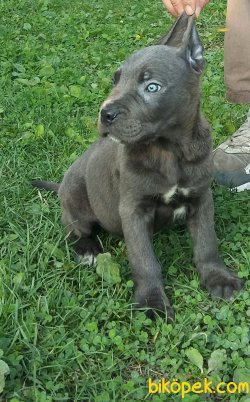 Blue Ve Black Dev Italiano Cane Corso Puppy 4