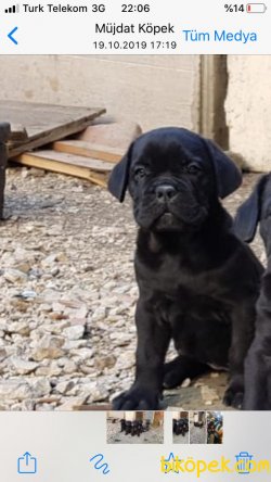 Blue Ve Black Dev Italiano Cane Corso Puppy 3