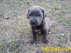 Blue Ve Black Dev Italiano Cane Corso Puppy 5