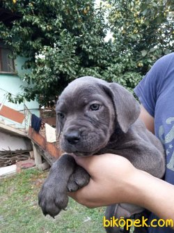 Blue Ve Black Dev Italiano Cane Corso Puppy 2