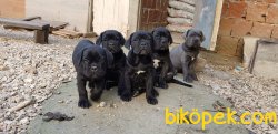 Blue Ve Black Dev Italiano Cane Corso Puppy 4