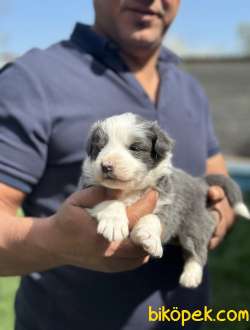 Blue Ve Blue Marle Border Collie Yavrularımız Butkemden 1